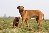 RODESIAN RIDGEBACK 087